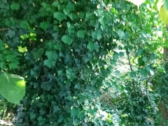 Hedera helix