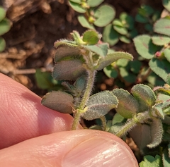 Euphorbia velleriflora