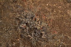 Eriogonum wrightii subscaposum