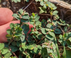 Euphorbia velleriflora