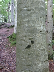 Fagus sylvatica