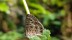 Leptotes plinius