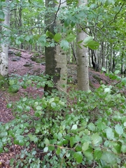 Fagus sylvatica