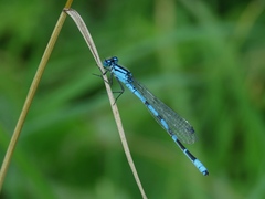 Enallagma risi