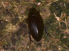 Hydrophilus insularis