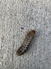 Scarabaeidae