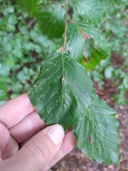 Fagus sylvatica