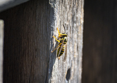 Vespula squamosa