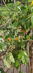 Lantana camara