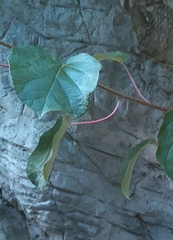 Clerodendrum bungei