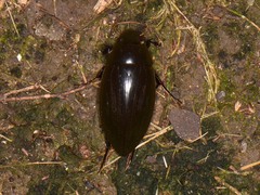 Hydrophilus insularis