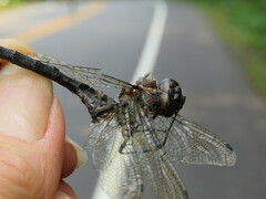 Somatochlora elongata