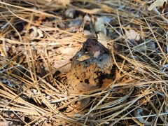 Pisolithus arenarius