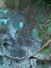 Clerodendrum bungei