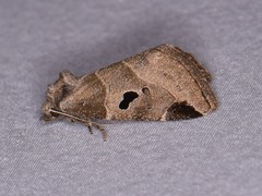 Plagiomimicus pityochromus