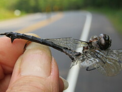 Somatochlora elongata