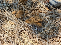 Pisolithus arenarius