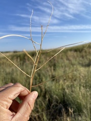 Sisymbrium altissimum