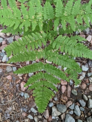 Pteridium