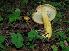 Lactarius scrobiculatus