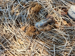 Pisolithus arenarius