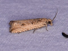 Bactra verutana