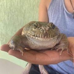 Leptodactylus labyrinthicus