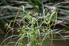Cyperus glomeratus