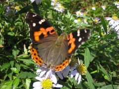 Vanessa indica