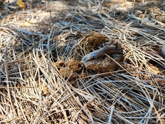 Pisolithus arenarius