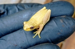 Dendropsophus
