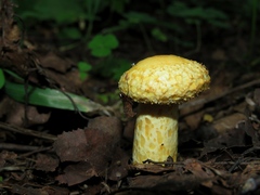 Lactarius scrobiculatus