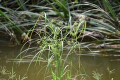 Cyperus glomeratus