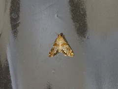 Petrophila jaliscalis