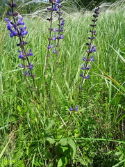 Salvia dumetorum