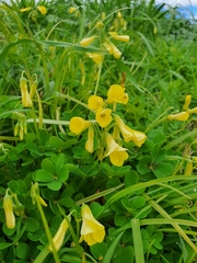 Oxalis compressa