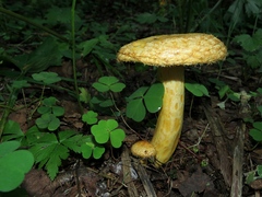 Lactarius scrobiculatus