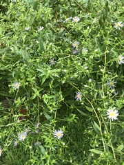 Symphyotrichum puniceum