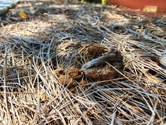 Pisolithus arenarius