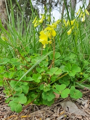 Oxalis compressa