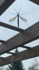 Tipula