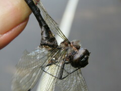 Somatochlora elongata