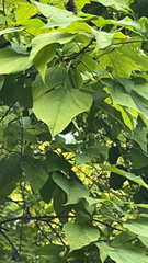 Catalpa