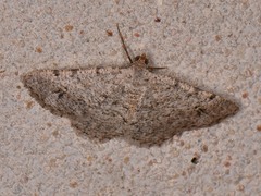 Frederickia nigricomma