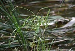 Cyperus glomeratus