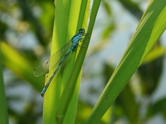 Coenagrion hastulatum