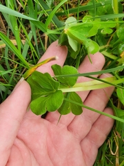 Oxalis compressa