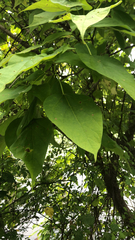 Catalpa