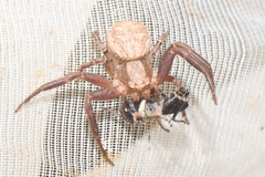 Xysticus acerbus