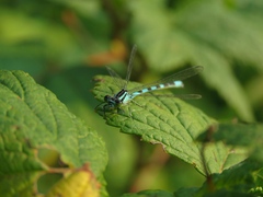 Coenagrion hastulatum